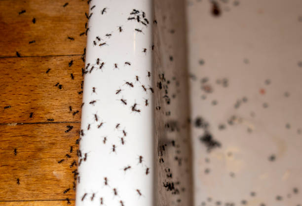 Best Flea Control Services  in Lac Du Flambeau, WI